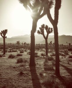 Late Afternoon Sepia