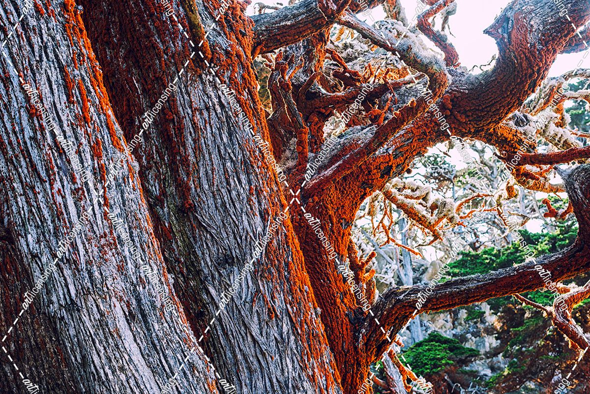 Mystical Forest Point Lobos
