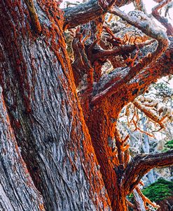Mystical Forest Point Lobos