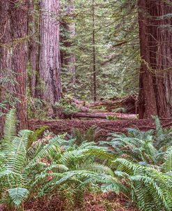 Get Lost In The Redwoods