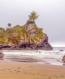 Pines and Rocks At Hidden Beach