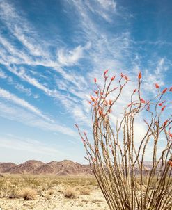 Ocotillo Blues 1