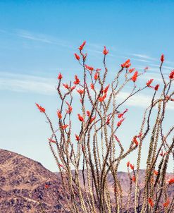 Ocotillo Blues 2