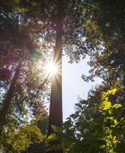 Shine On Redwoods