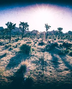 Vintage Desert Vibe