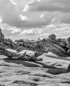 Jeffrey Pine On Sentinel Dome