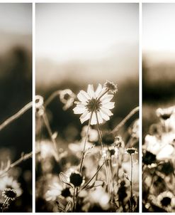 Wildflowers In Sepia Triptych
