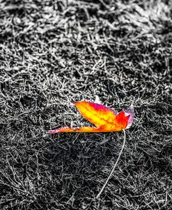 Fallen In Autumn