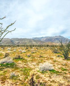 Borrego Beauties