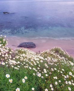 Dainty Daisies Above The Cove