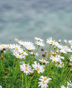 Dainty Daisies Above The Sea #1