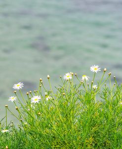 Dainty Daisies Above The Sea #2