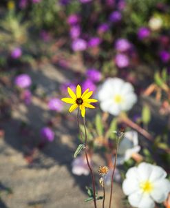 Delightful Desert Flower
