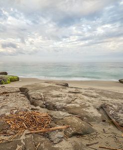 Windansea Driftwood