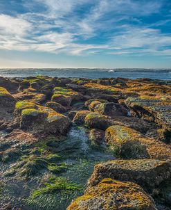 The Most Colorful Reef