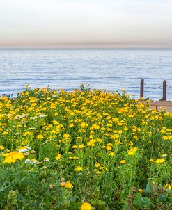 Little Joys By The Sea