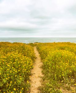 A Path Through Joy To The Sea