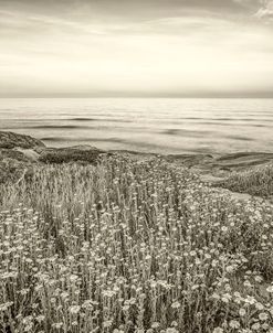 Wildflowers Above The Sea, Sepia