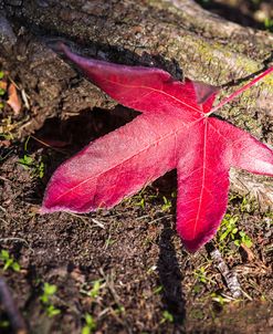 Autumn’s Solitude