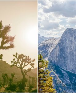 Joshua Tree & Yosemite Diptych 1