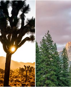 Joshua Tree & Yosemite Diptych 2