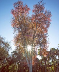 An Autumnal Sunstar