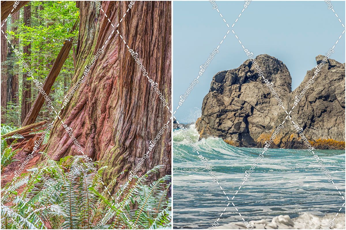 Northern California Forest To Coast Diptych
