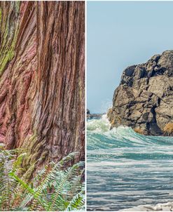 Northern California Forest To Coast Diptych