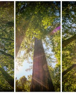 Magical Redwoods Triptych