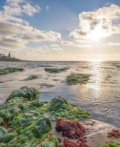 Green Grass In La Jolla