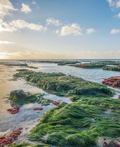 Sea Grass At Sunset