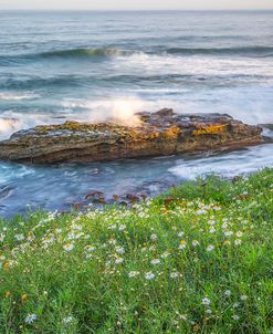Wildflowers Smiling On The Sea