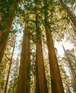 Grace Of The Giants, Sequoia National Park