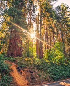 Heaven’s Shine, Sequoia National Park