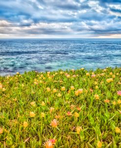 Blooming Above The Sea, La Jolla