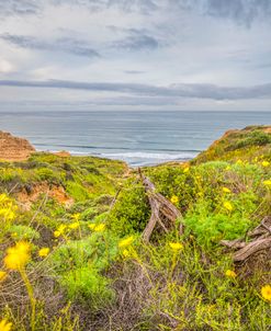 Nature’s Magic At Torrey Pines