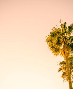 Vintage California Palms