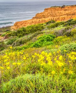 Wildflower Joy In La Jolla