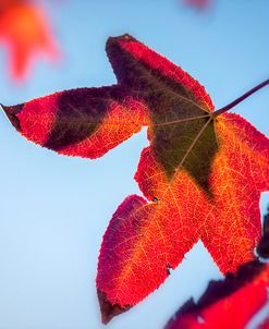 The Joy Of Autumn