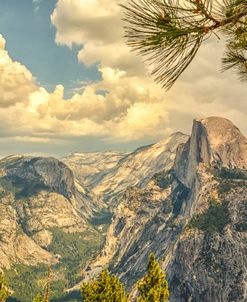 Pine Needles Over Half Dome