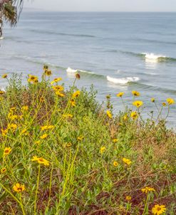 California Love Wildflowers Encinitas Coast