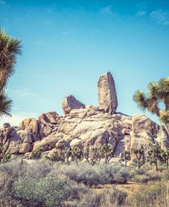 Joshua Tree National Park Framed