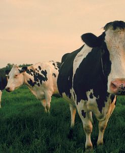 Cows at Sunset