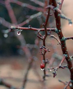 Late Fall in the Brambles