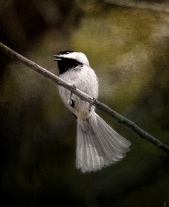 A Song In Your Heart Chickadee