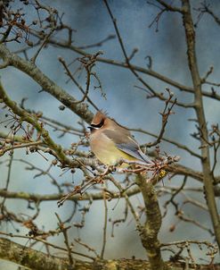 A Taste Of Sunshine Cedar Wax wings