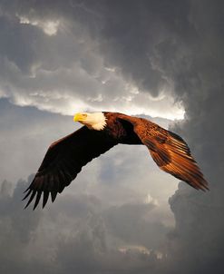 Above The Storm Bald Eagle