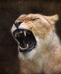 Angry Lioness Portrait