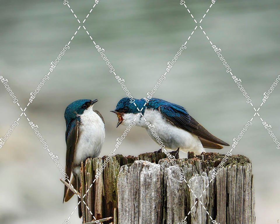 Angry Swallows