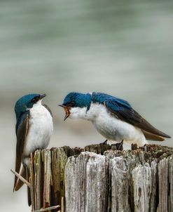 Angry Swallows